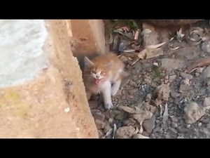 Rescue a kitten crying in a waterway (part 1)