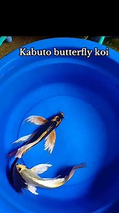 Kabuto butterfly koi. CTTO; videos used as reference only. #butterflykoi #backyardfarming #HappyFishKeeping #koifish #fblifestyle | Philip's Aquatics