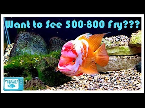 Midas Cichlid Care and Breeding: With Footage Spanning Over Two Years!