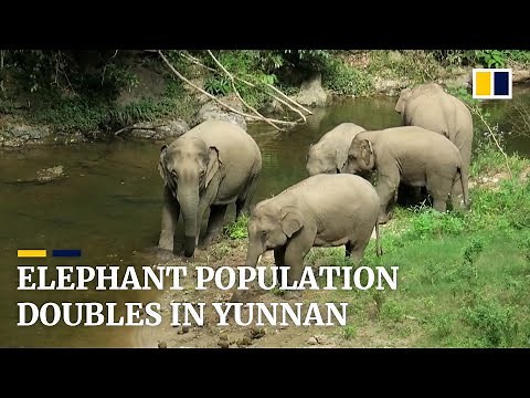 Endangered wild Asian elephant population in China doubles amid conservation efforts