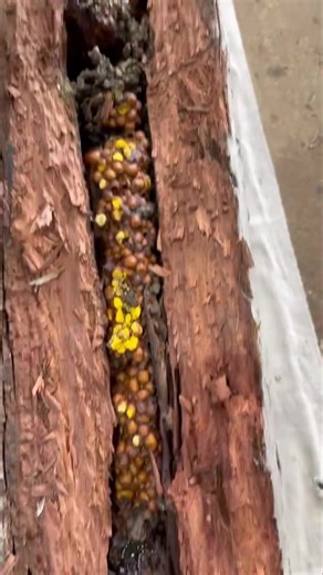 Today’s AA log transfer. Another with multiple broods & multiple queens. The only time it’s possible to split a log colony into 2 boxes. Its never done unless 2 queens are found in top condition #nativequuens | Native Bee Rescue & Education Sunshine Coast