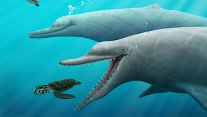30-Million-Year-Old Whale Ancestor Sheds Light On Early Evolution Of Echolocation