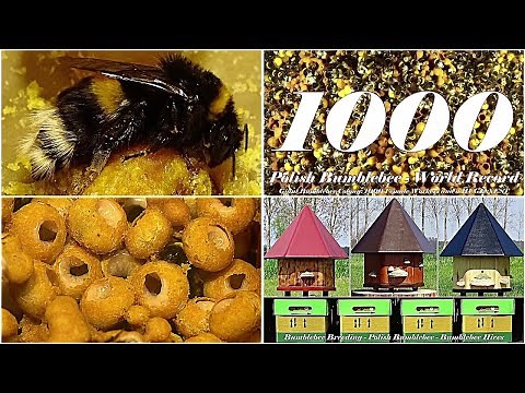 Bumblebee Breeding - Buff-tailed Bumblebee (Bombus terrestris) - Reproduction and Breeding Cycle