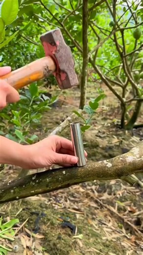 Graft fruit trees with a steel pipe segment.#planttips #plantingtechniques #fruittrees #gardeningtips #agriculture | Agriculture 12.7
