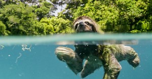 Un Nouveau Jour sur Terre, l’un des plus beaux documentaires animaliers de tous les temps