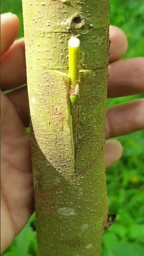 T budding tehniques,grafting tree #grafting #Tbudding #plants #gardening #satisfying #graft #bonsai