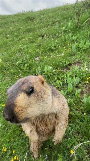 Groundhog Interacting in Natural Habitat