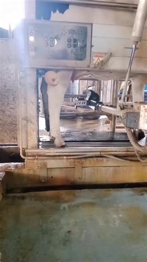 lechería agrícola ancali. ancali es hoy la mayor granja de leche robotizada del mundo. un proyecto visionario con 64 robots desarrollado para producir más de 130.000 litros de leche diariamente. #tecnologia #automatizacion #agriculture #lecheria #chile #losangeles #ancali