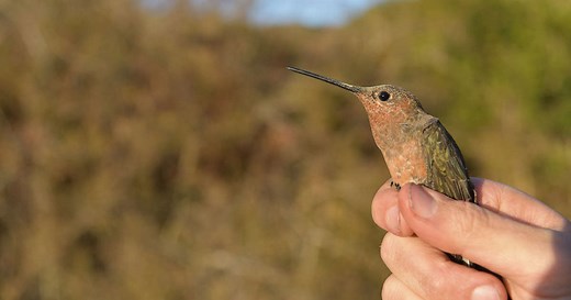 El colibrí gigante no es una sino dos especies
