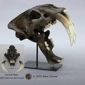 Smilodon || Saber-toothed Cat || Description and Facts!