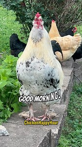 88K views · 9.9K reactions | Good Morning!!  #goodmorning #rooster #chickens #funnyanimals #chickensofinstagram #backyardchickens #happytuesday #chickenhappyhour | Chicken Happy Hour | Facebook
