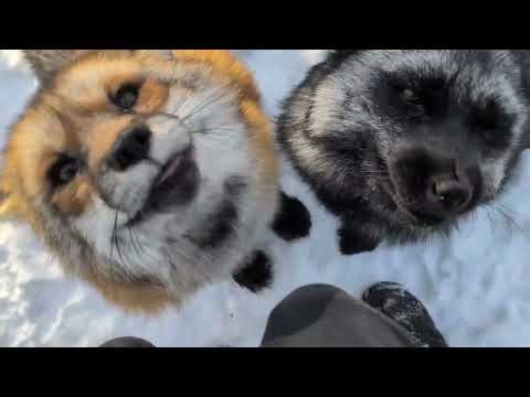 Lots of excited sniffing