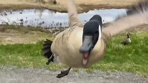 Take a gander at this dramatic goose attack in New Brunswick. #TheMoment | CBC News: The National