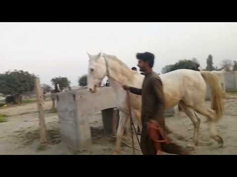 Stallion Meets Mare 🐎🔥 Powerful Horse Bonding Moments 