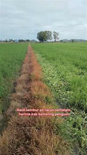 kak kemeling pengsan #fypage #sawahpadi #bendang #padi