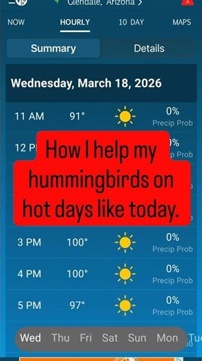 Preparing for an unprecedented heat wave! #ad #amazonassociates #insulatedhumminbirdfeeders