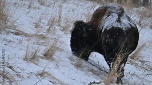 Wood bison, often called mountain bison, wood buffalo or mountain buffalo grazing and roaming in the winter snowfall on the northern plains, prairies and in the forest of Elk Island National Park