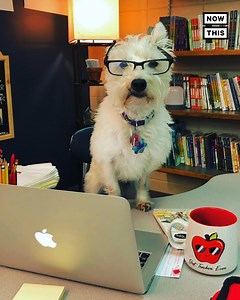 1.1M views · 3.6K reactions | 5th grade teacher Josh Monroe and his therapy dog Nala are taking TikTok by storm with videos about student mental health, abuse, and more | NowThis | Facebook