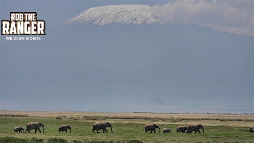 Elephant herd wanders under Kilimanjaro mist in Amboseli safari