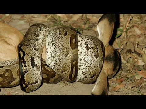Python Eats Impala Whole | Great Plains Conservation