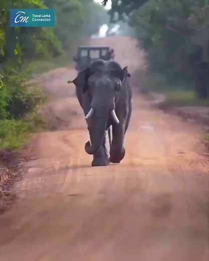 Yala National Park is a huge area of forest, grassland and lagoons bordering the Indian Ocean, in southeast Sri Lanka. It’s home to wildlife such as leopards, elephants and crocodiles, as well as hundreds of bird species. Inland, Sithulpawwa is an ancient Buddhist monastery. 𝗕𝗢𝗢𝗞 𝗡𝗢𝗪 Web: http://travellankaconnection.com Email: hello@travellankaconnection.com Tel: 94 76 2866748 #yalanationalpark #SriLanka #sosrilanka #Travellankaconnection | Travel Lanka Connection