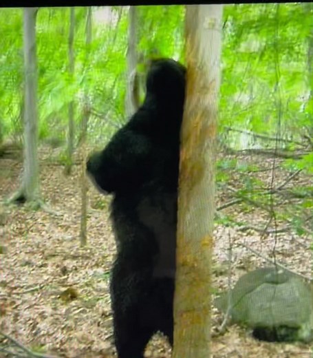 Bear Back Scratching: Entertainment in the Woods