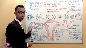 19K views · 1.4K reactions | TODOBAADKA ퟏ퐀퐀퐃 EE UURKA IYO ISBADALADA DHACA. (cleavage & blastocyst formation ) 퐒헵헮헿헲-헱헵헲헵 sidoo kale xaga hoose ka wac 퐚퐬퐱퐚퐚퐛퐚퐭퐚퐚퐝퐚, si ay uga faaideystaan. 퐌퐀퐇퐀퐃퐒퐀퐍퐈퐃 퐂퐨퐧퐭퐚퐜퐭 퐄퐦퐚퐢퐥: DrfarisAlattas@gmail.com | Dr faris Al attas | Facebook