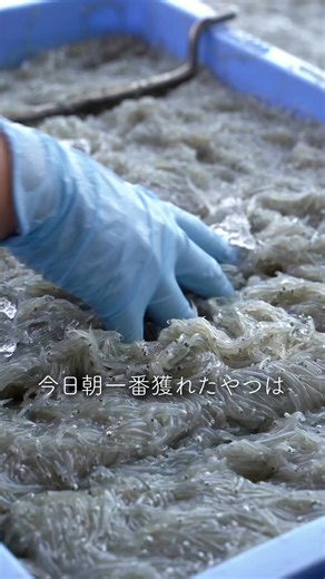 生しらす丼｜じゃこ丸の香川県名物ランチガイド
