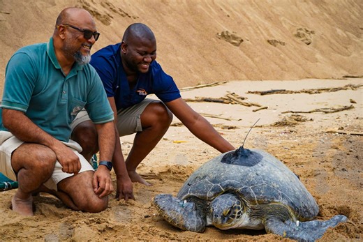 The Rescued Male Green Sea Turtle Has a Name and is Back Where He Belongs