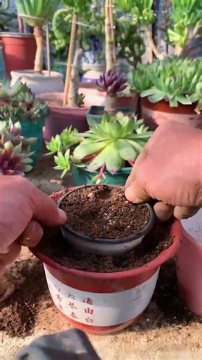 Useful Succulent Tips Every Plant Owner Should Know