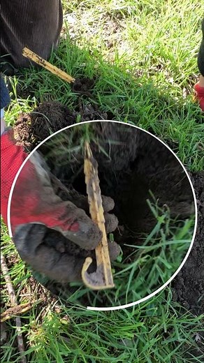 How to check a mole trap? The trick to never lose them again! 🪵🔎