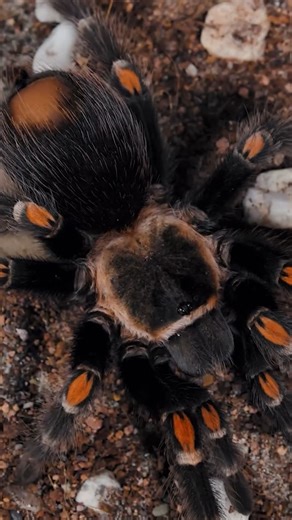 #3 Halloween Mexican Flame Knee Tarantula - Brachypelma auratum #tarantula #spider | The Tarantula Collective