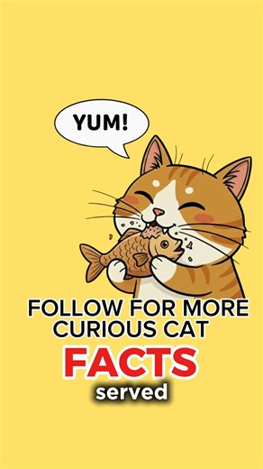 “Why are you humans like this? #didyouknow #curiouscatfacts #purrfectfacts #uselessfacts #hoomanfacf