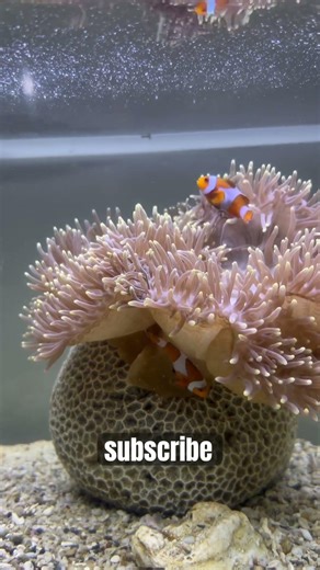 bantu subscribe #1000subscriber #aquarium #shortvideo #fish #fypシ