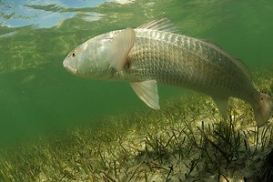 6 Best Lures for Inshore Saltwater Fishing