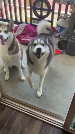 Funny Animals Dancing Like Nobody's Watching