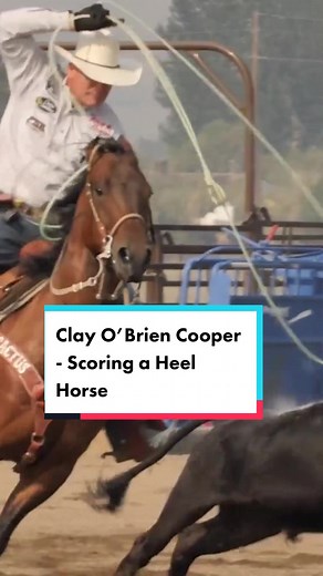Differences Between Scoring on a Heel Horse and a Head Horse