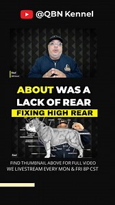 🐾 Fixing common dog conformation issues like short limbs, lack of rear angulation, stiff stifles, long back, and down pasterns! Breeding to dogs with higher COI can help improve these traits. Remember to keep pups light and protein levels between 13-15%! #DogConformation #BreedingTips #HealthyPups 🐶 #qbnkennel #americanbully #puppy | QBN Kennel