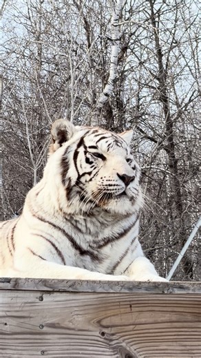White Tiger Jeremy and his brother, Simon, were surrendered to us in 2014 after the facility where they were born decided to stop breeding white tigers—something we strongly advocate for! 😸 While we can admire their incredible beauty, we are just as passionate about educating the public on why we say "no" to white tiger breeding. To learn more about the exploitation of white tigers in captivity, check the link in the comments🤳 👇. | Wildcat Sanctuary