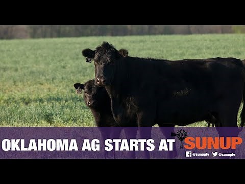 Cow-Calf Corner - The stages of calving (1/12/19)
