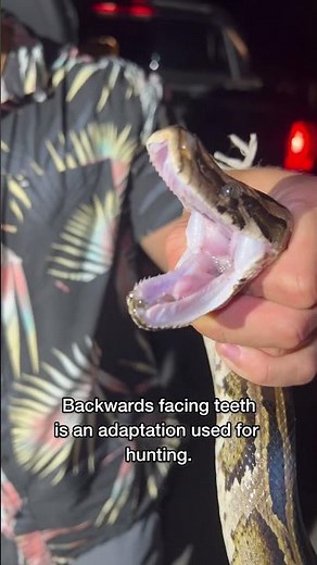 Python Catch And Cook P. 1