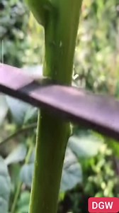 18K views · 433 reactions | Follow Daniele Greenworld !!! Walnut Grafting technique! #danielegreenworld | International Blog Cultivate and Grafting Fruit Trees by Daniele Greenworld | Facebook