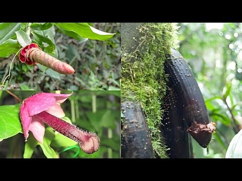 The 20 Most Exotic and Rare Fruits in the World You’ve Never Heard Of!