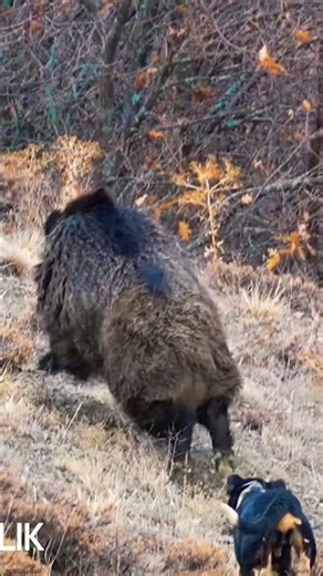 Angry Wild Boar Attacks Dog 😱 | Intense Animal Fight Caught on Camera#WildBoar#AnimalFight