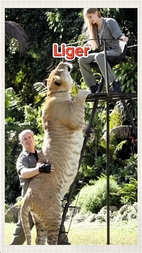 "Stop Scrolling 😆 — These Comments Are UNREAL!"#funnycomments #funny #hilariousfails #comedy #memes