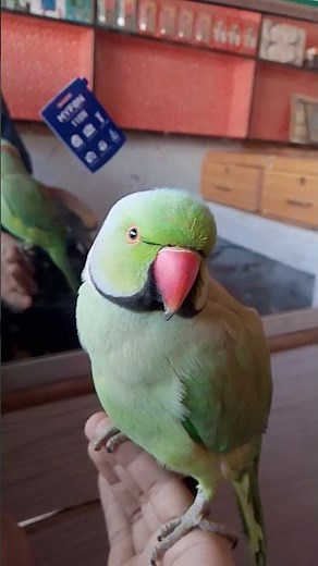 Parrots Singing & Mimicking Sounds –