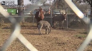 20K views · 555 reactions | DONKEY'S BIG DAY: A newborn donkey...