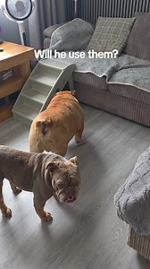 English Bulldog Tricks: How to Teach 'Up' and Run Cues