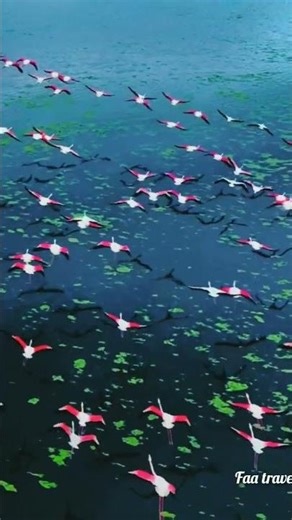 flamingo flying just beautiful