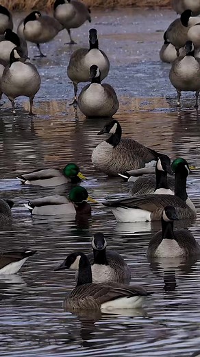 Wildlife Hunting Adventures with Ducks and Geese